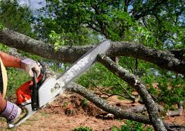 Best Tree Removal  in Pike Creek, DE