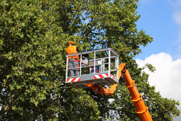 Trusted Pike Creek, DE  Tree Services Experts