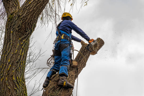 Best Hedge Trimming  in Pike Creek, DE