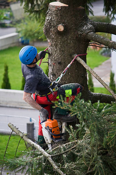 Best Arborist Consultation Services  in Pike Creek, DE