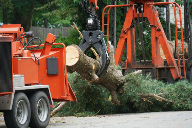 Best Root Management and Removal  in Pike Creek, DE