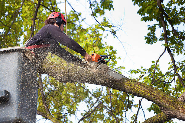 Best Grass Overseeding  in Pike Creek, DE