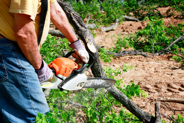 Why Choose Our Tree Removal Services in Pike Creek, DE?